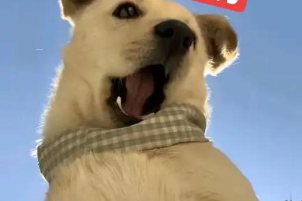 紫微斗数之预测灾厄：动物伤害