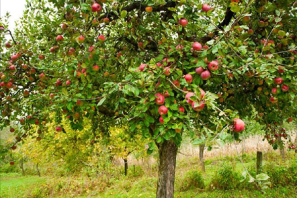 十大凶树十大吉树都是哪些风水树？