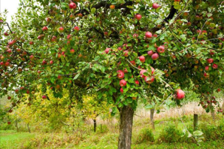 十大凶树十大吉树都是哪些风水树？