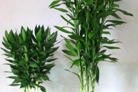 风水上富贵竹养多少颗比较旺财