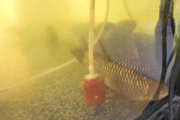 风水角度鱼从鱼缸里跳出来有什么寓意预兆