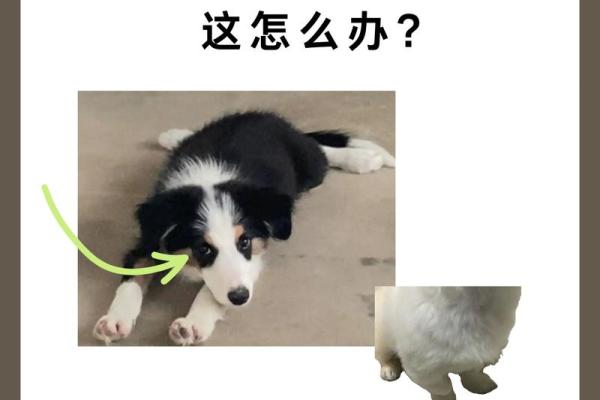 狗八字腿