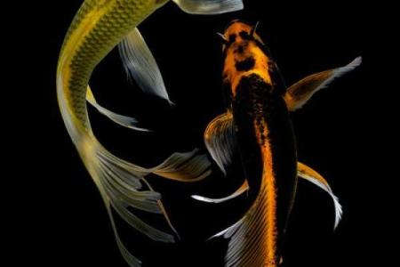 鱼缸里随便养几条鱼就算是风水鱼吗？