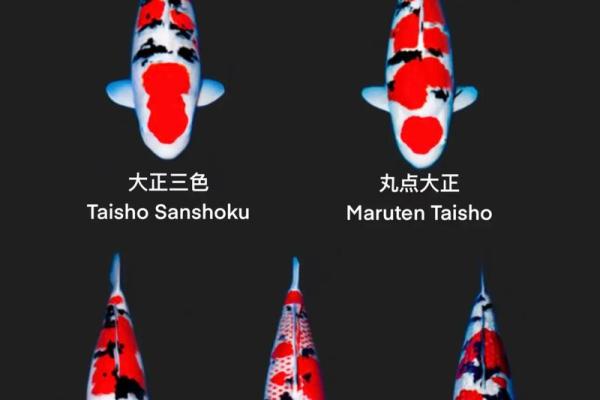 锦鲤风水_锦鲤养13条是什么意思 锦鲤风水_锦鲤养13条是什么意思