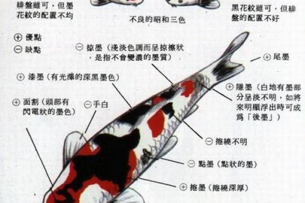 锦鲤风水_锦鲤养13条是什么意思 锦鲤风水_锦鲤养13条是什么意思