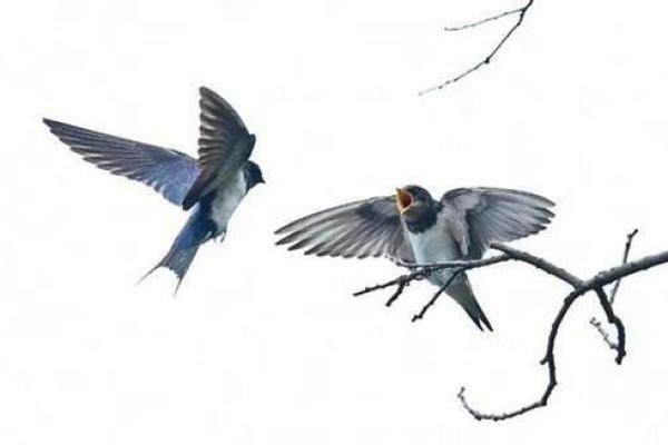 燕子科学风水 燕子科学风水