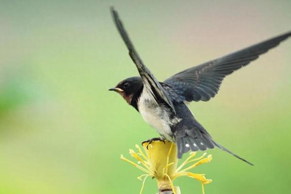 燕子科学风水 燕子科学风水