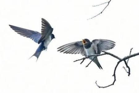 燕子科学风水