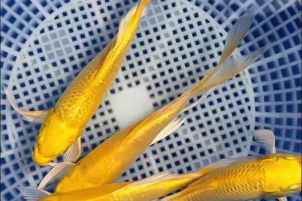 我是做生意的.怎样养风水鱼？