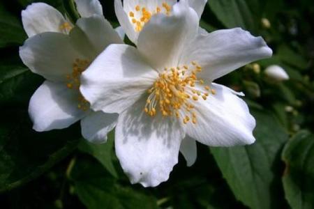 梦见老人佛滔算命