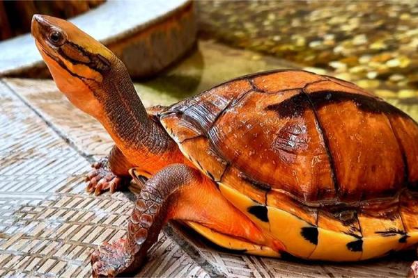 房子风水中乌龟串堂