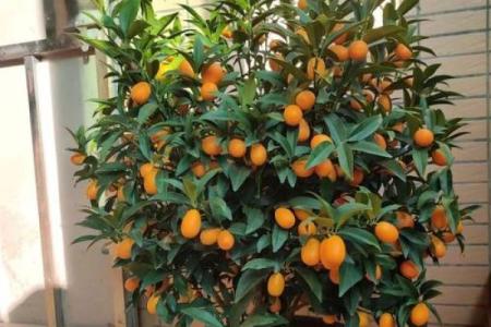 树上的房子风水