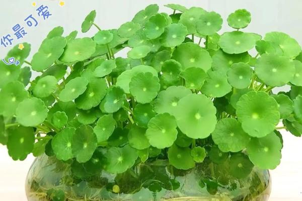 农村房子长草风水好吗