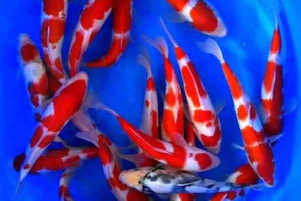 养风水锦数量 养风水锦数量