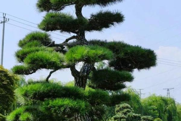 墓地种什么树好风水上有哪些讲究-