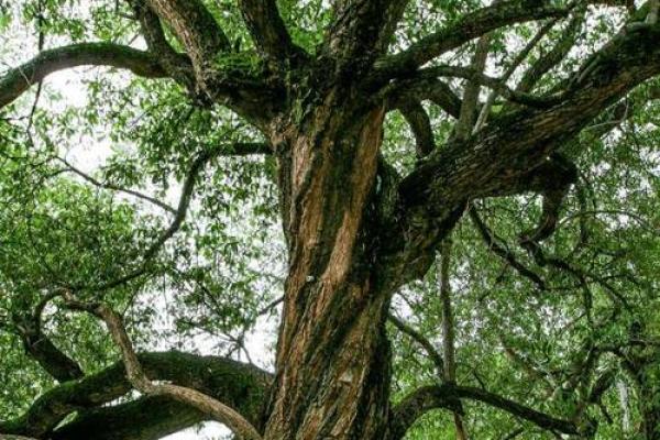 墓地种什么树好风水上有哪些讲究-