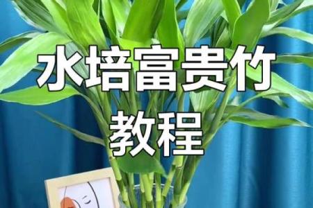 如何养殖富贵竹风水