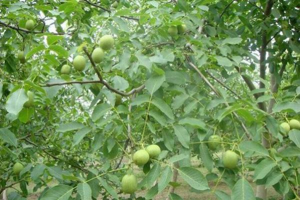 八字真硬！老太家中“核桃锤”竟是沉睡手榴弹，二十余年安然无恙