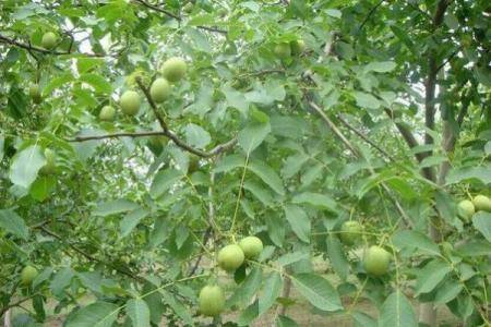 八字真硬！老太家中“核桃锤”竟是沉睡手榴弹，二十余年安然无恙