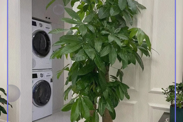 发财树风水摆放位置