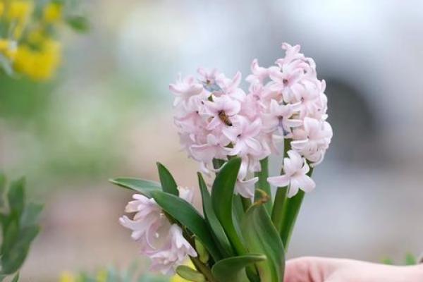 风信子免费算命 免费算命你的风信子会开吗