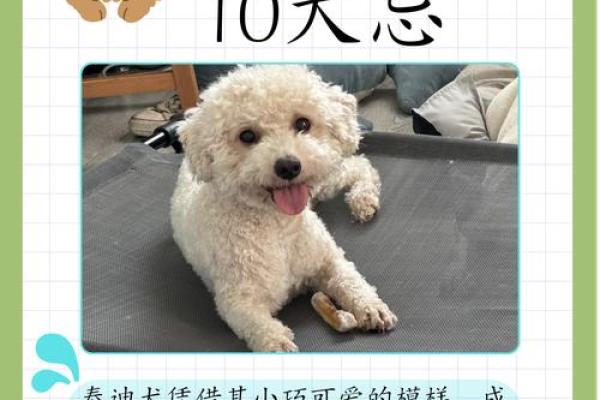 贵宾犬的八字特点及解析