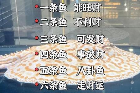 属兔人最适合养什么风水鱼？