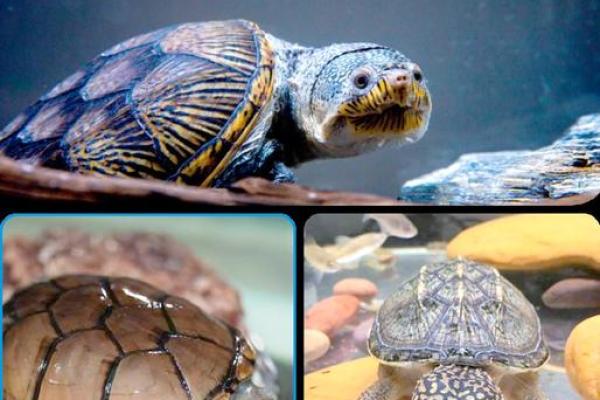 什么人不能养龟风水与属相禁忌化解