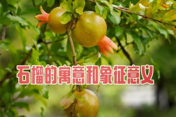 风水石榴寓意石榴石象征意义 风水石榴寓意石榴石象征意义