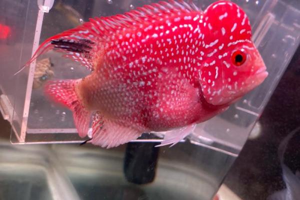 养罗汉鱼风水好吗