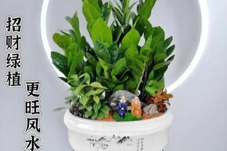 办公室风水绿植选择有哪些可以带来财运
