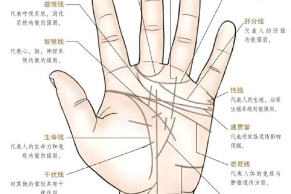 手型算命:兼形手的特质和命运 手型算命:兼形手的特质和命运