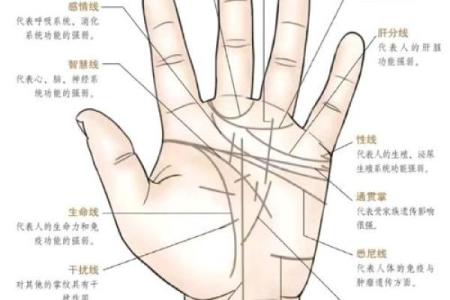 手型算命：兼形手的特质和命运