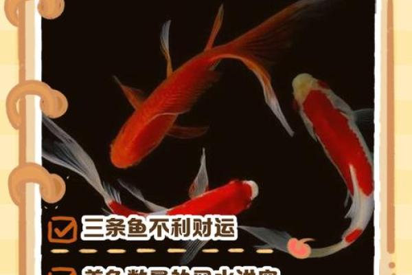 家里养鱼也有风水讲究这么一说