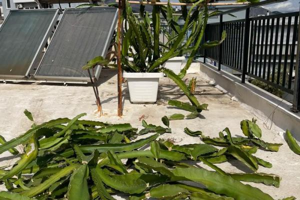 家里种火龙果影响风水