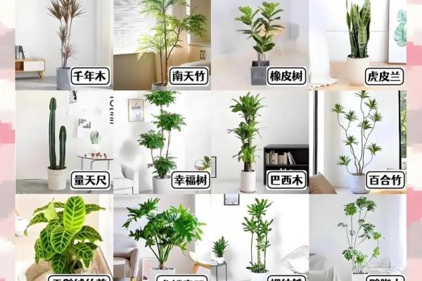 办公室吊兰摆放风水攻略为您营造舒适办公环境