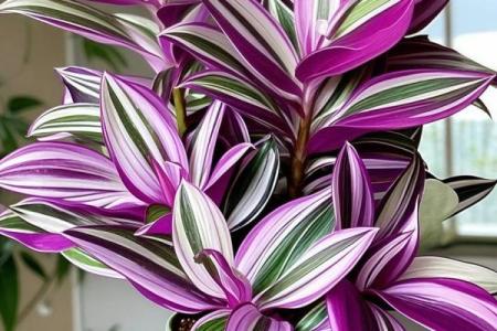 办公室吊兰摆放风水攻略为您营造舒适办公环境