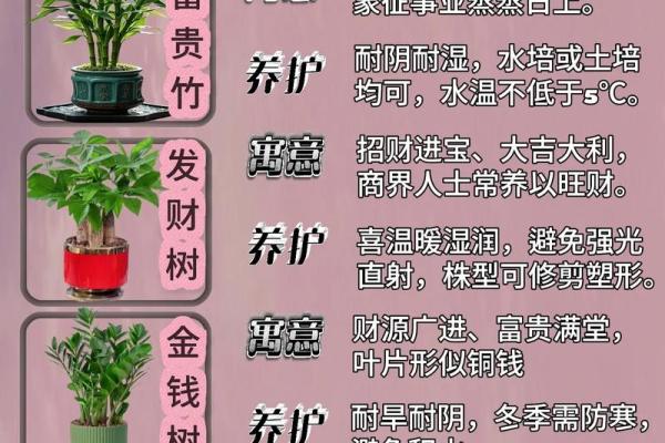 必须知道的风水植物优点有哪些？