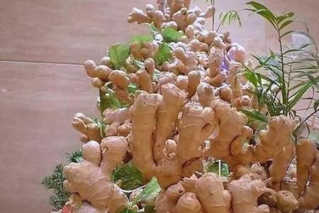 种生姜 风水