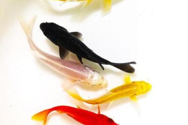 养风水鱼有什么讲究？