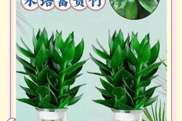 家中养富贵竹风水有讲究