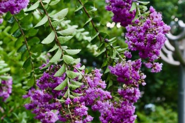 紫薇看配偶属相，紫薇看配偶性格和自己一样嘛？