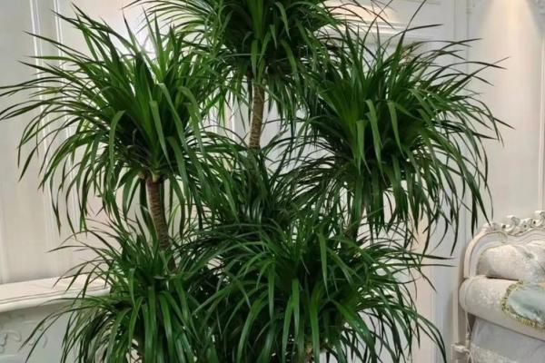 四大镇宅之树是哪四款风水树