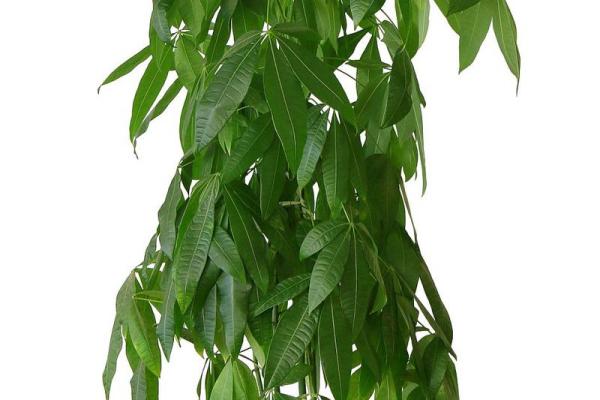 四大镇宅之树是哪四款风水树