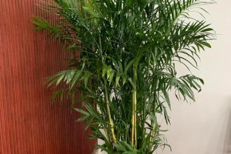 办公室花卉摆放风水 小小的一盆花也有讲究