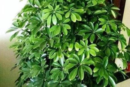 风水学用什么植物打扫房子