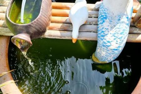 仓房养鱼风水好吗