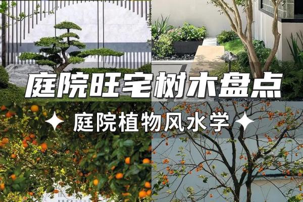 北方庭院十大吉祥之树风水树