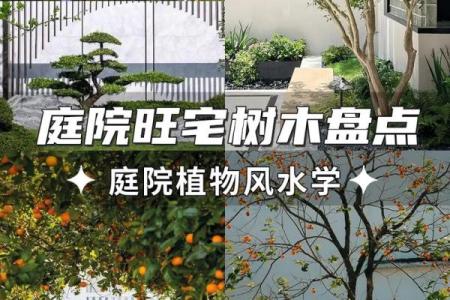 北方庭院十大吉祥之树风水树