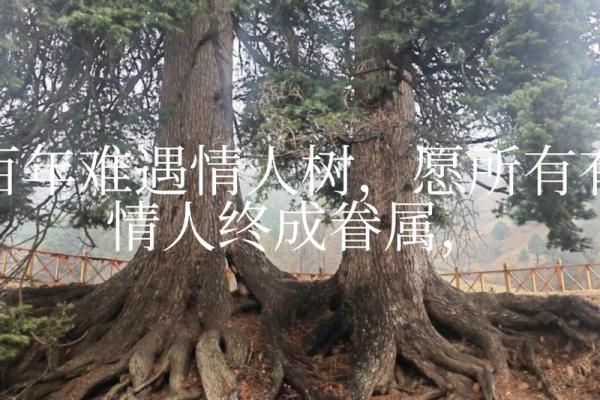 易奇八字婚姻树